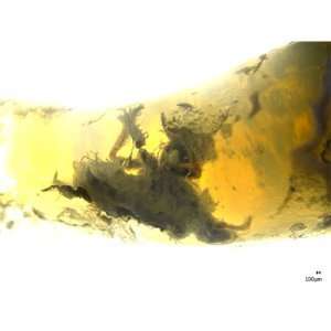 Discovery of the first animal fossil in a gem opal