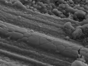 Fault weakening mechanisms in carbonate-bearing rocks during earthquakes