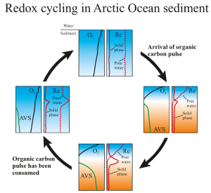 Réchauffement climatique dans l'océan Arctique : voir au-delà des changements apparents