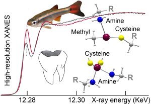 Tracking down the origin of mercury contamination in human hair