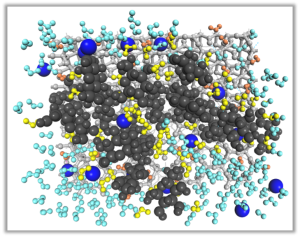 Water and Carbon Cycles in Terrestrial Ecosystems : Probing Molecular Connections