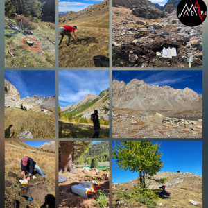 Seismic Insights from the Southern Alps : 70 Sensors in Action