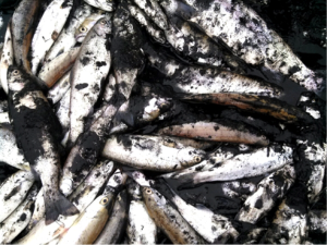 Biological implications of sulfide in intermittent estuaries