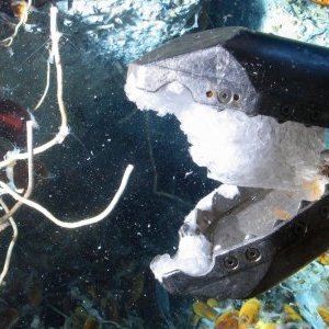 Hydrates de gaz : des enjeux brûlants pour l'océan