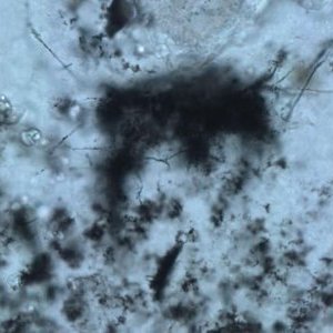 Des fossiles découverts dans un environnement hydrothermal vieux de 3,42 milliards d'années