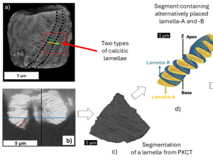 The Secrets Behind the Success of a Major Biocalcifier in Cretaceous Seas